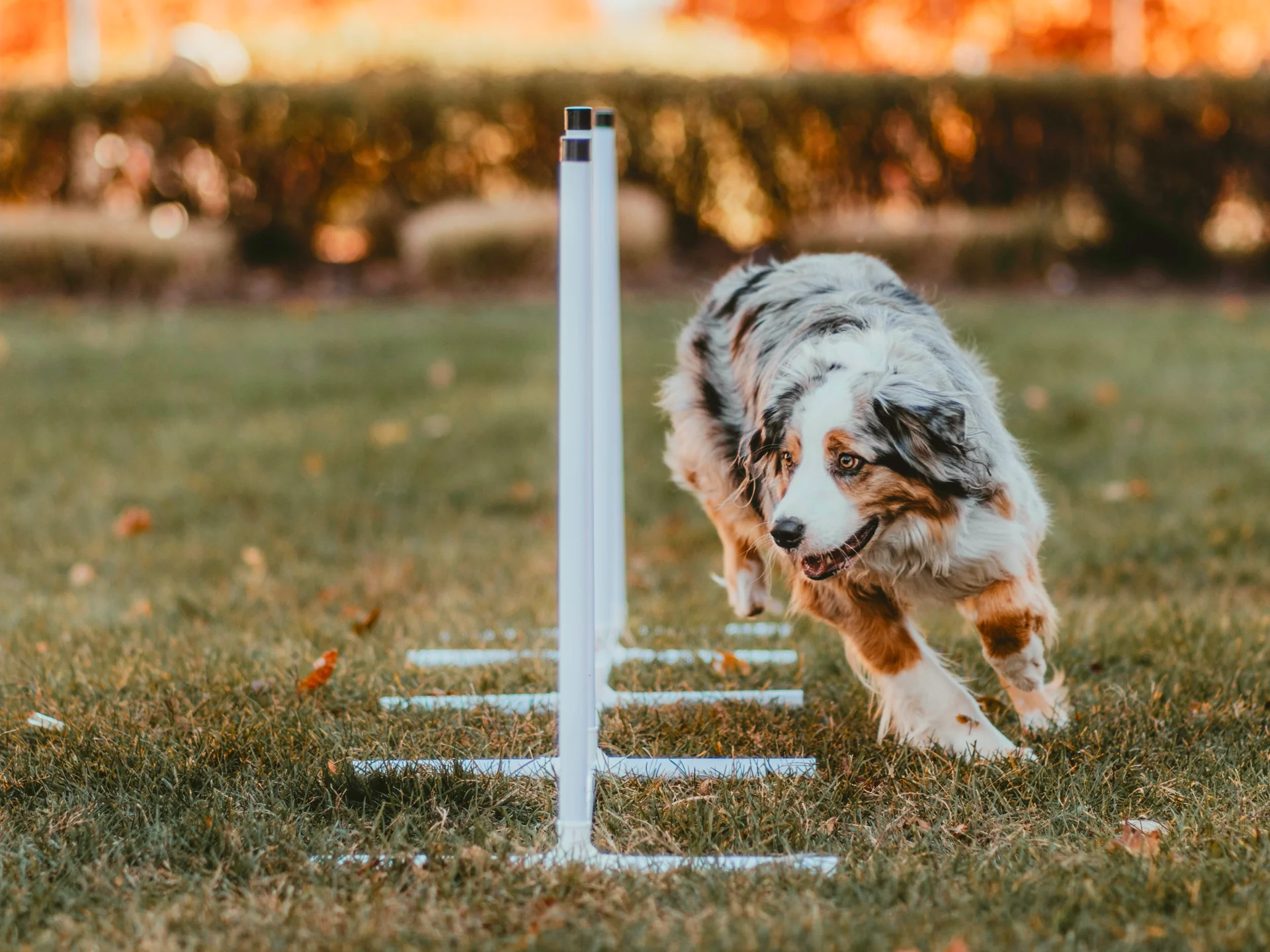 Unleash Your Dog's Athletic Potential