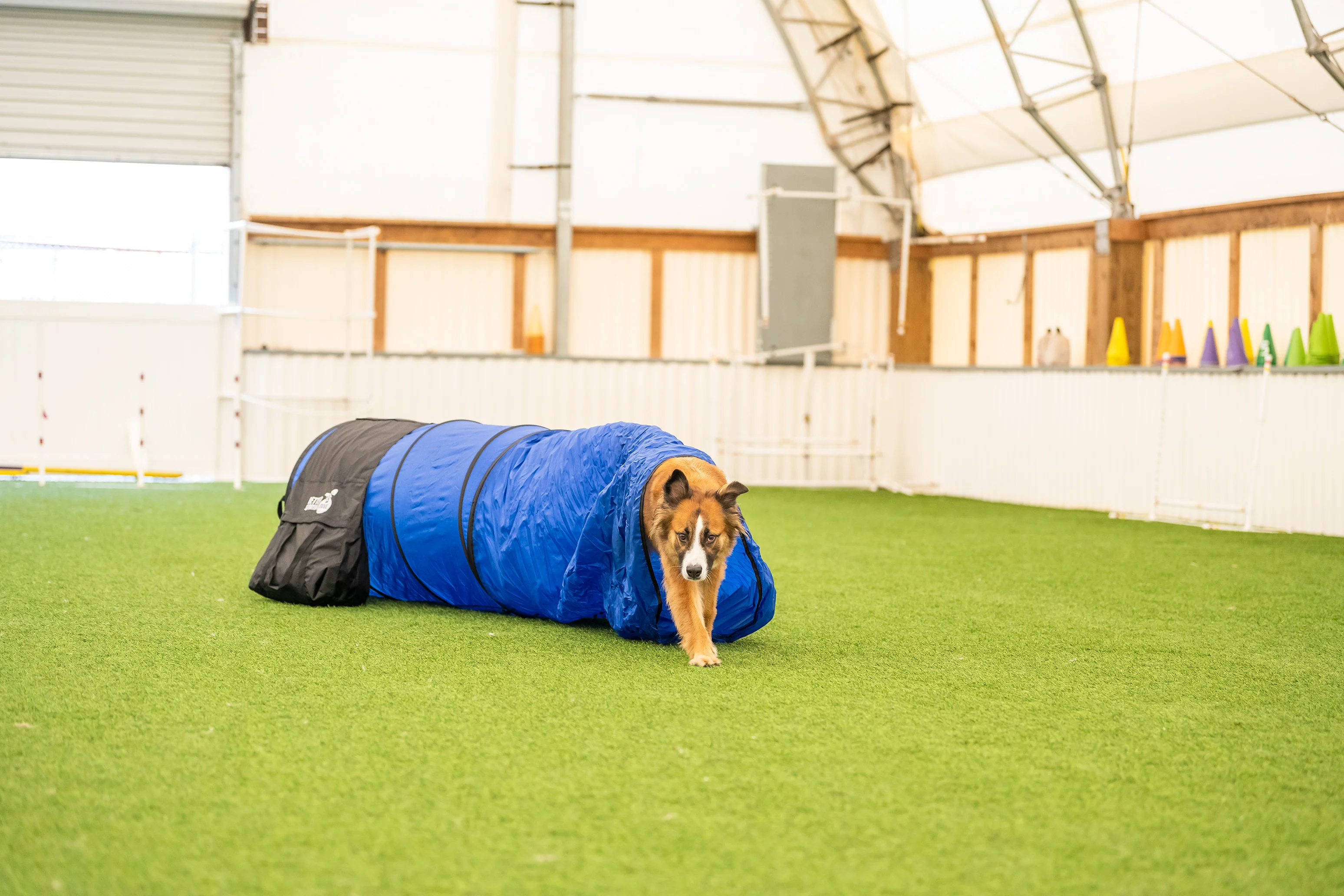 Agility Equipment